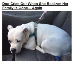 Sad-dog