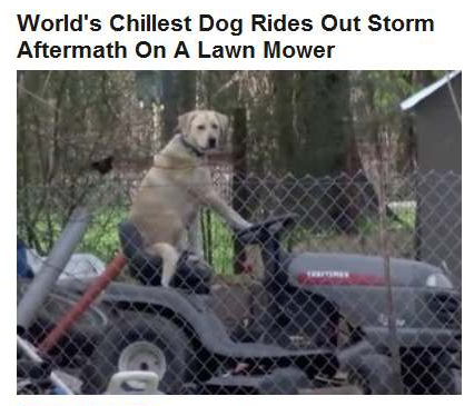 Dog tractor