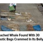 05Feb17 beached whale