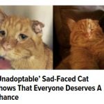 20Nov16 sad cat top callout