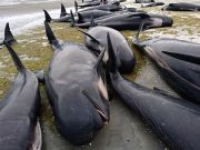 Western Civilization in Peril – Ken’s Thought of the Week